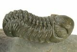 Hollardops Trilobite Fossil With Austerops - Multi-Toned Shell #381663-4